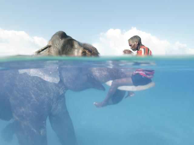 Elephant cradles man in the ocean - Rarely Seen
