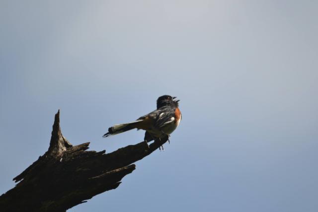 Eastern Towhee yelling